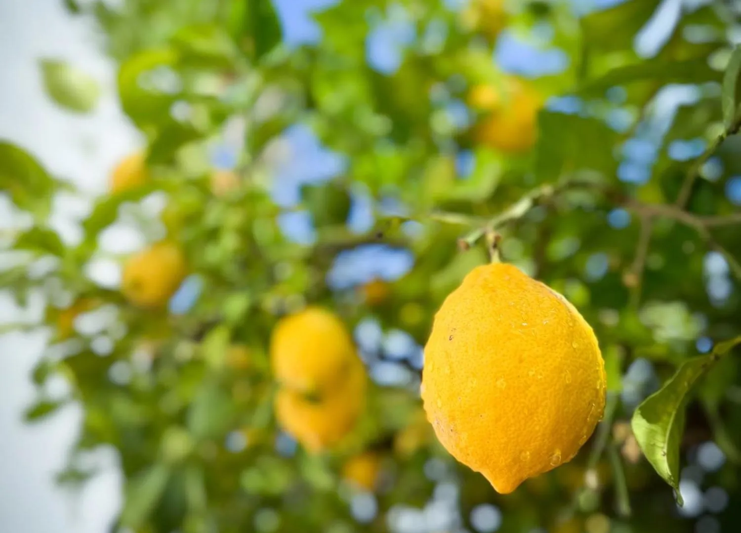 Casa Limon, Boutique Bed And Breakfast, Adults Only Alhaurin el Grande